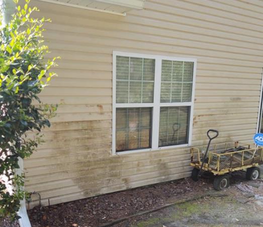 Tree Frog Roof and Exterior Cleaning: Service Image-1 Tree Frog Roof and Exterior Cleaning: Service Image-1